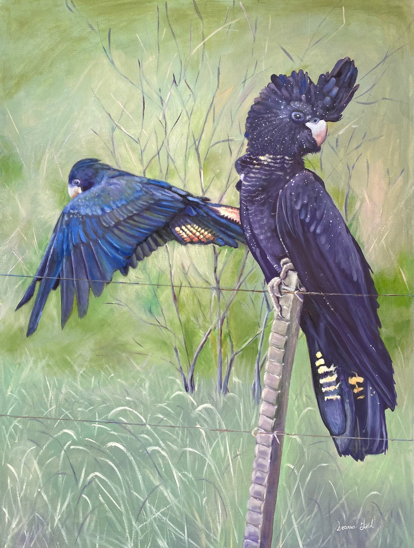 Art Print - Black Cockatoo