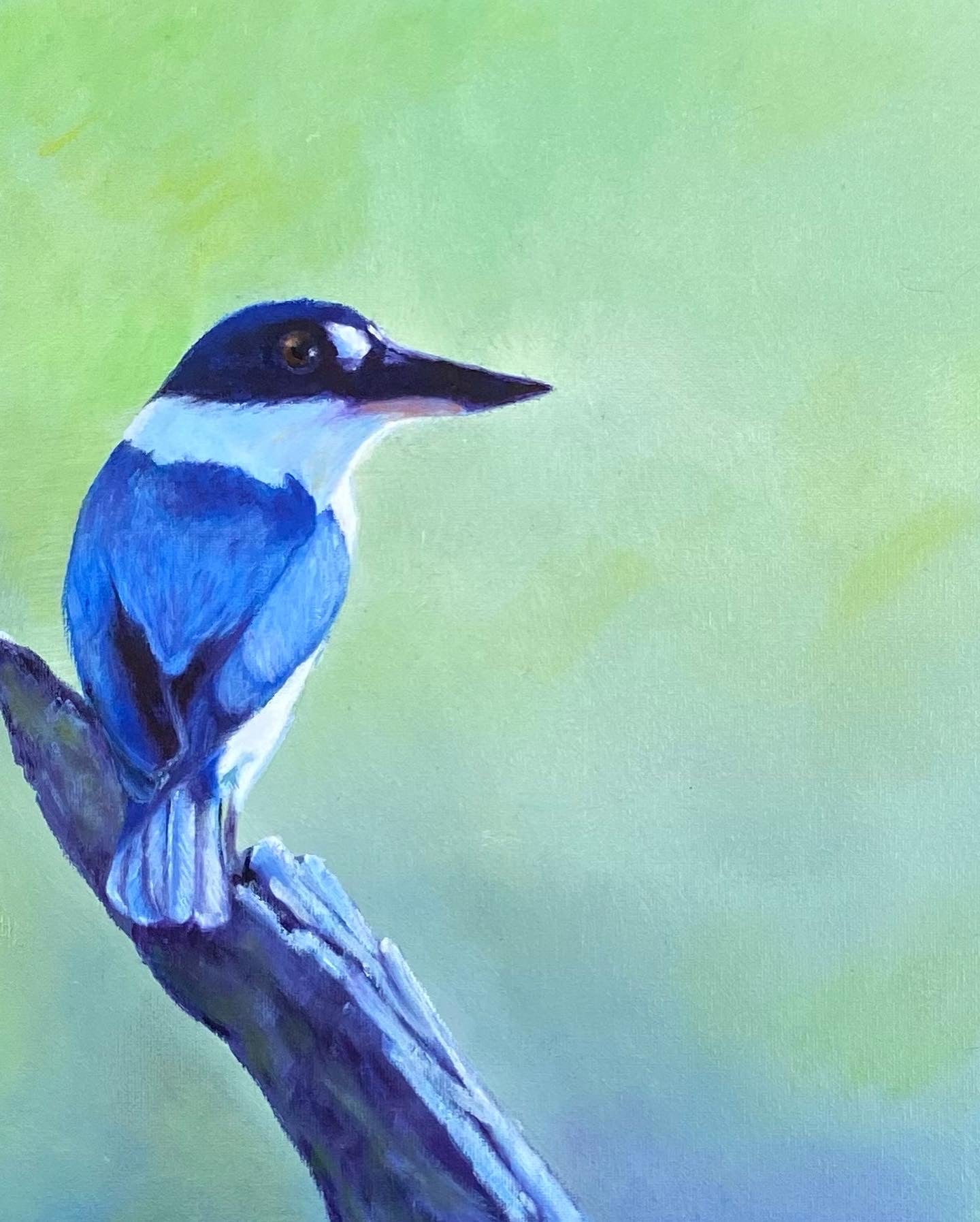 Forest kingfisher