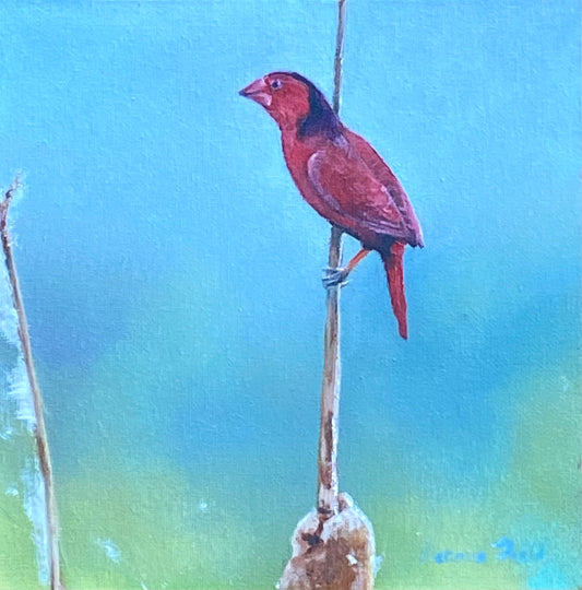 Crimson Finch