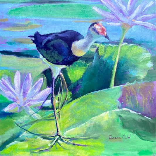 Walking on water - Comb Crested Jacana