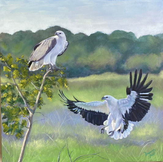 White bellied Sea eagle - oil on canvas